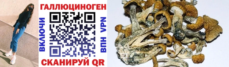 Псилоцибиновые грибы Psilocybe  Покачи 